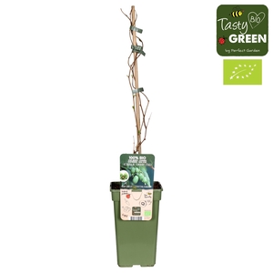 Actinidia Kiwiberry (Issai) P19 - Tasty Green bio