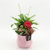 Arrangementen kamerplanten bloeiend H%