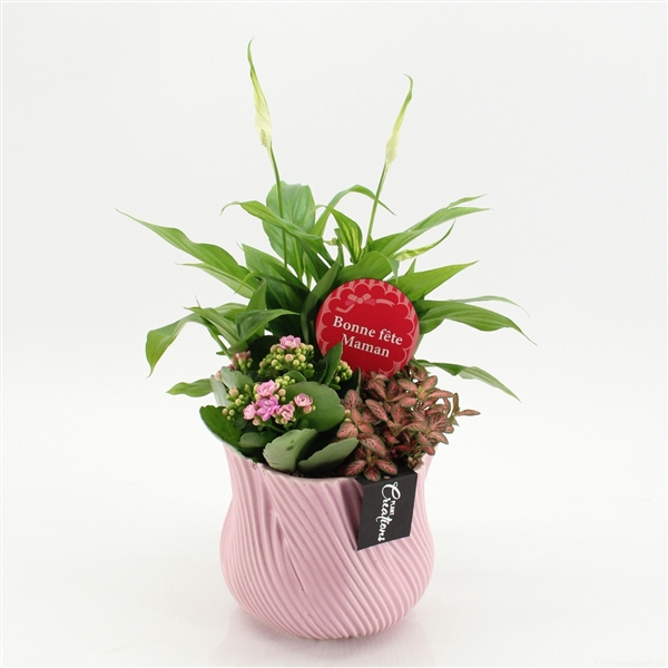 Arrangementen kamerplanten bloeiend H%