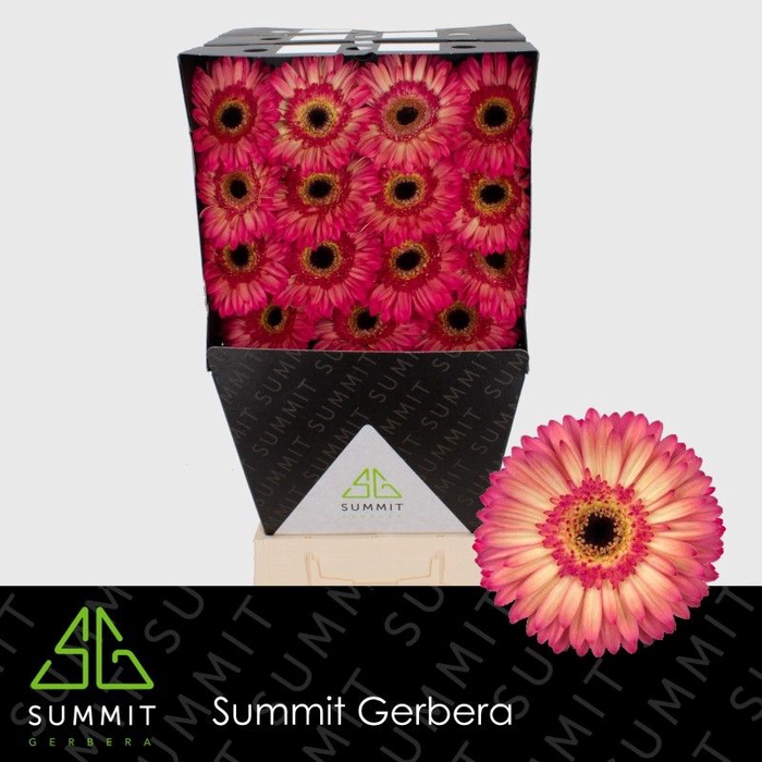 <h4>Gerbera Hippie chic Diamond</h4>