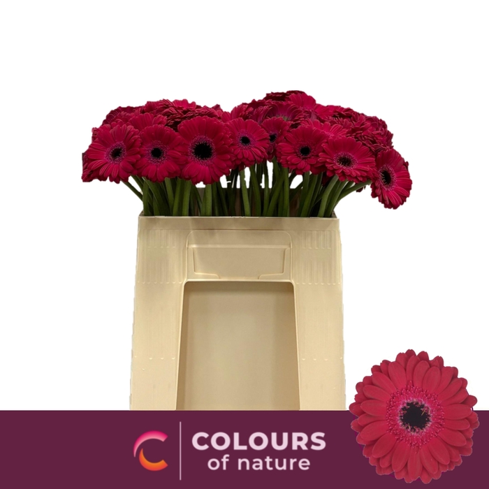 <h4>GE MI DIANA</h4>