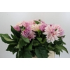 Dahlia Cafe Au Lait