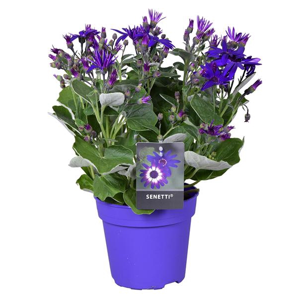 <h4>Senetti deep blue (Pericallis Cruentus)</h4>