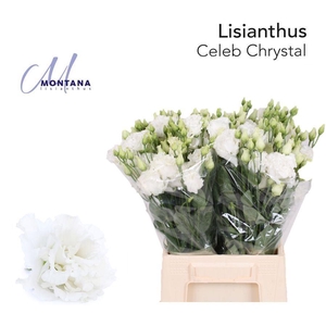 LIS G CELEB CHRYSTAL