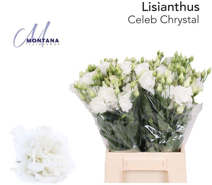 <h4>LIS G CELEB CHRYSTAL</h4>