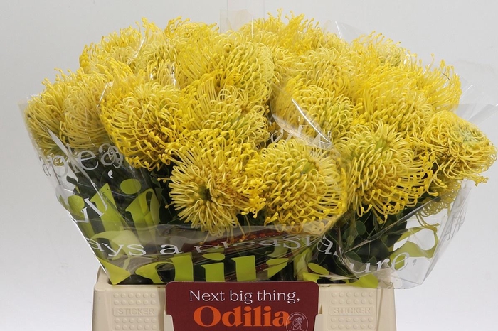 <h4>LEUCO CO HIGH GOLD</h4>