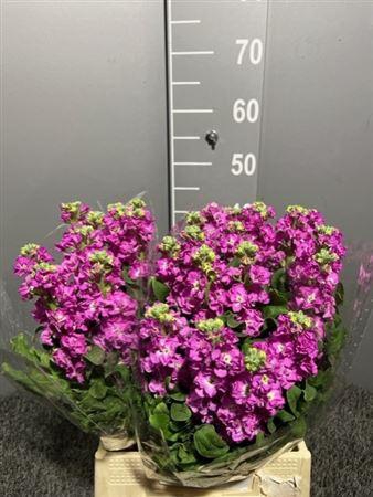 <h4>Matth Iron Pink</h4>