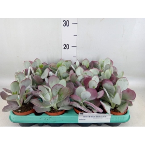 Cotyledon undulata