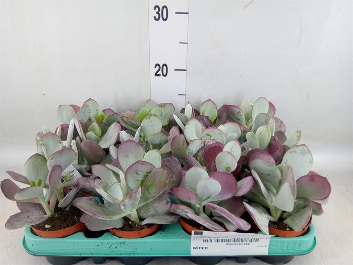 <h4>Cotyledon undulata</h4>