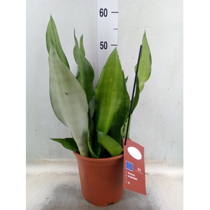 Sansevieria trifa. 'Moonshine'
