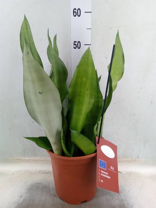<h4>Sansevieria trifa. 'Moonshine'</h4>