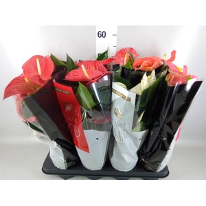 Anthurium   ...mix