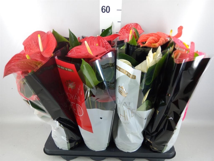 <h4>Anthurium   ...mix</h4>