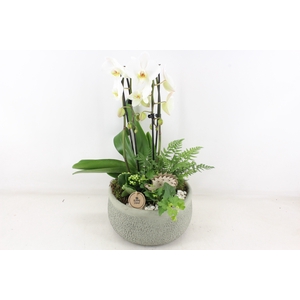 arr2 PL - Ker. barok groen Phal cascade