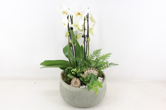 <h4>arr2 PL - Ker. barok groen Phal cascade</h4>