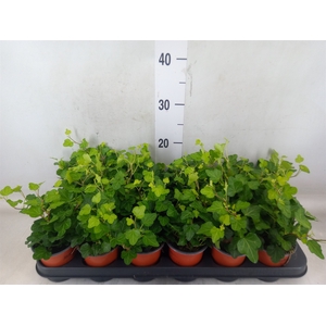 Hedera helix 'Wonder'