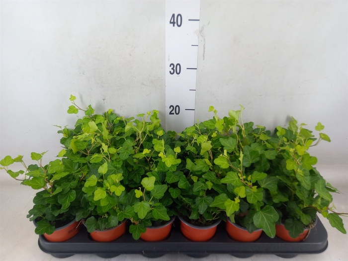 <h4>Hedera helix 'Wonder'</h4>