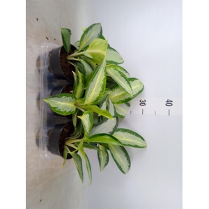 Aglaonema  'Silver Blue'