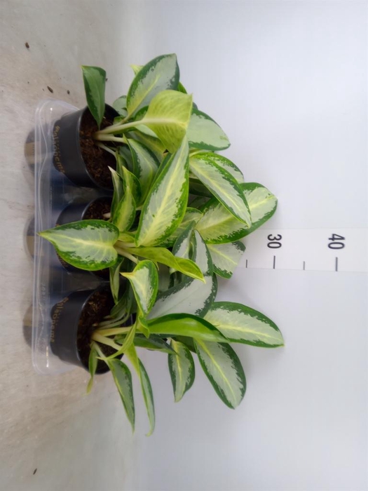 <h4>Aglaonema  'Silver Blue'</h4>