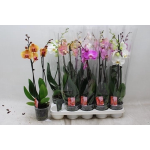 PHAL GEM 7 KL