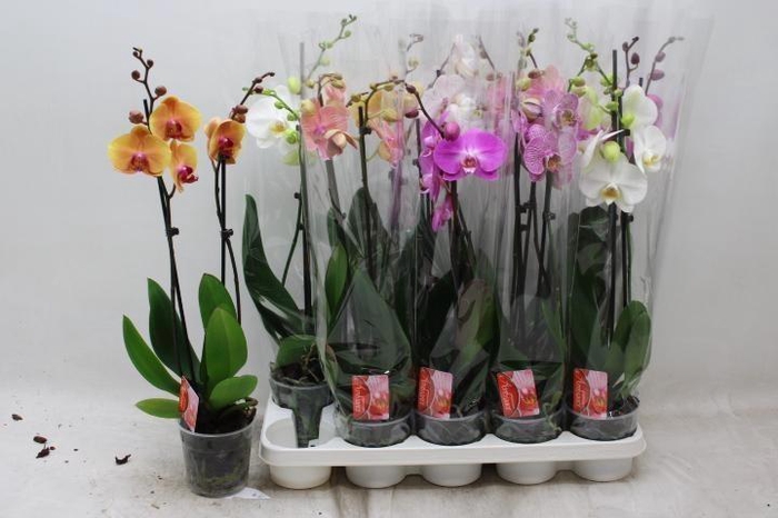 <h4>PHAL GEM 7 KL</h4>