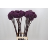 Allium Summer Drummer