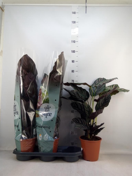 <h4>Calathea sanderiana</h4>