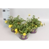 Portulaca Gold