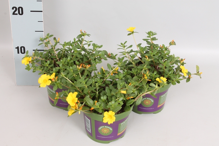Portulaca Gold