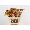 RHODO. MIXED 050CM