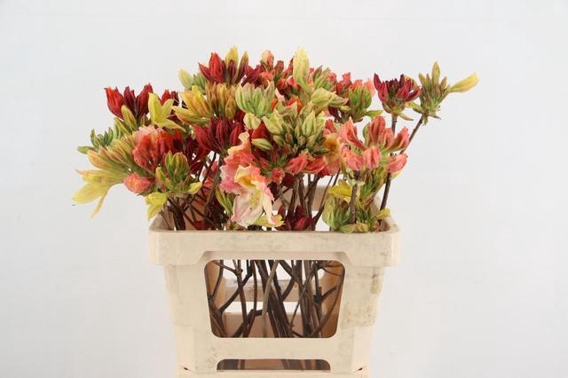 RHODO. MIXED 050CM