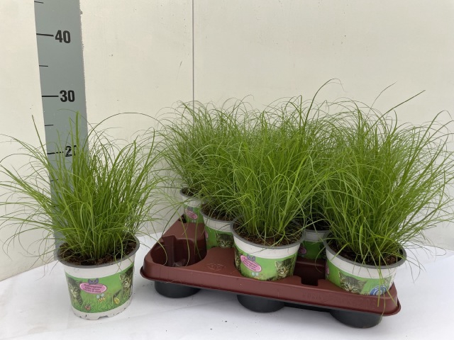 Cyperus Zumula 12Ø 30cm