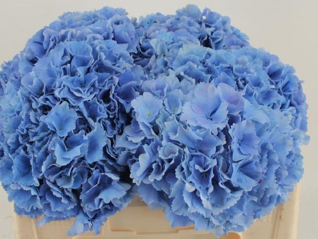 <h4>HYDR M ROYAL PARADE</h4>