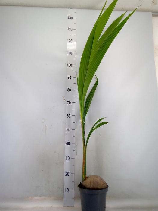 <h4>Cocos nucifera</h4>