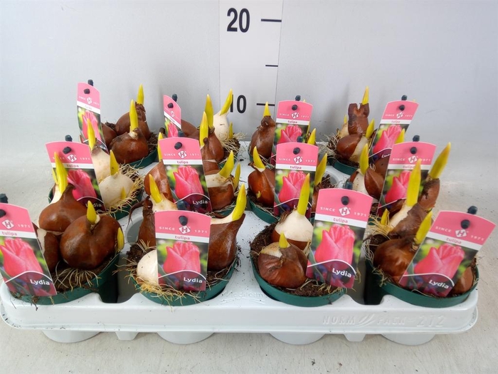 <h4>Tulipa   ...</h4>