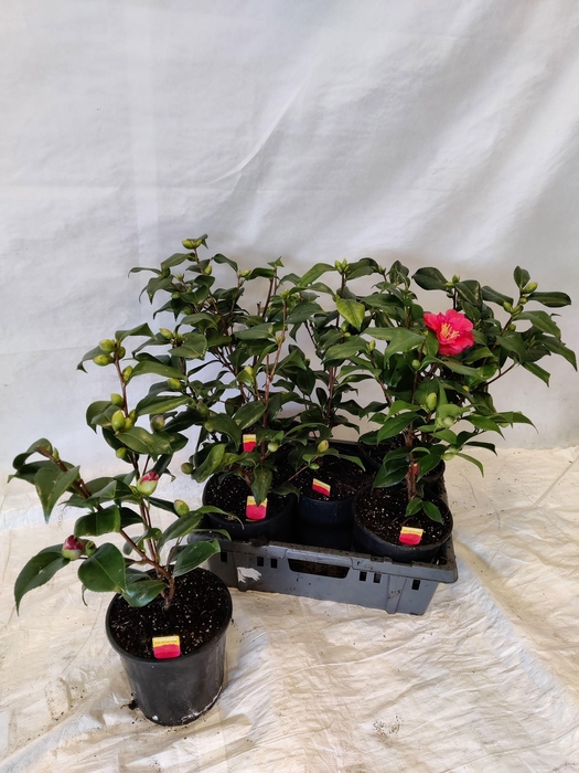 <h4>CAME JAPONICA</h4>