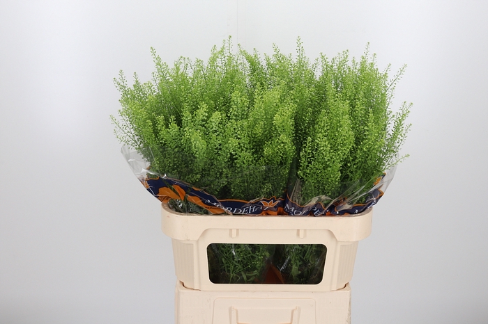 <h4>Lepidium Green Bell</h4>