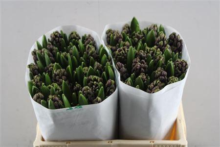 <h4>Hyac Woodstock</h4>