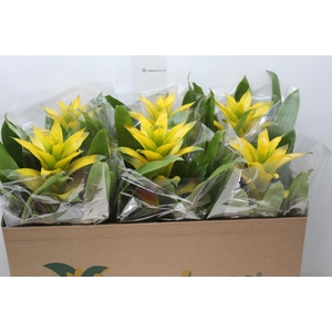 GUZMANIA AMARELA P14