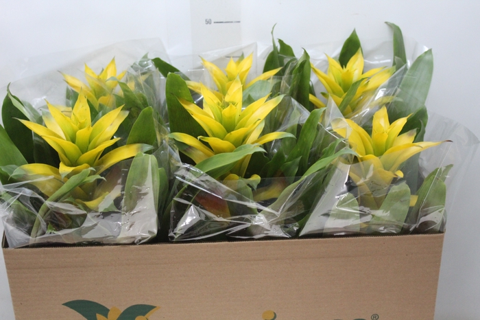 GUZMANIA AMARELA P14