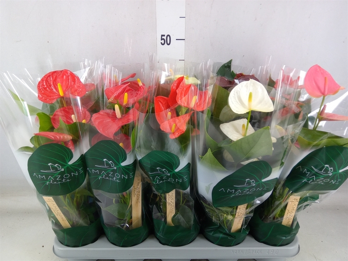 <h4>Anthurium   ...mix 4</h4>