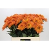 Dahlia Dr Phil