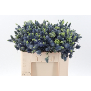 Eryn Supernova Qstar X60