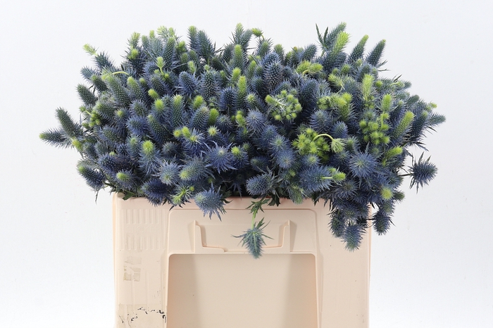 <h4>Eryn Supernova Qstar X60</h4>