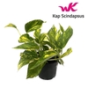 Scindapsus (Epipremnum) pinnatum HiColor