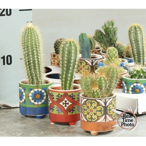 CACTUS OV