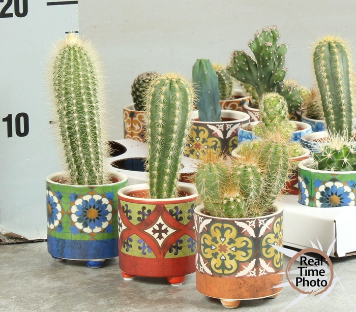 <h4>CACTUS OV</h4>