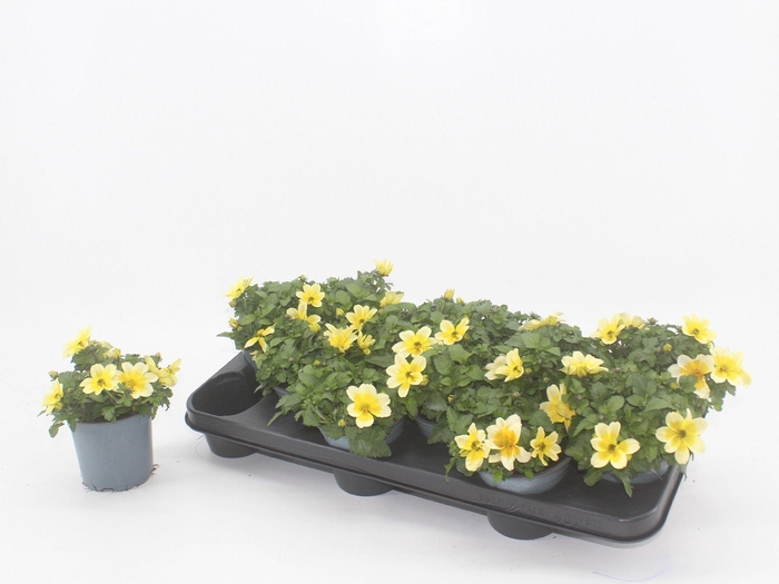 <h4>Bidens Goldstrike</h4>