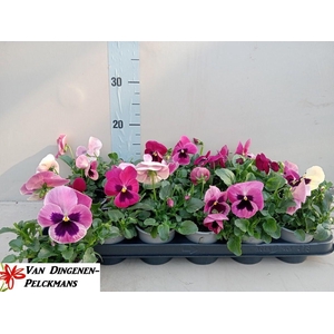 VIO WI COLO ROS SURP