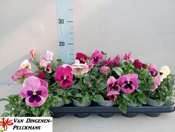 <h4>VIO WI COLO ROS SURP</h4>